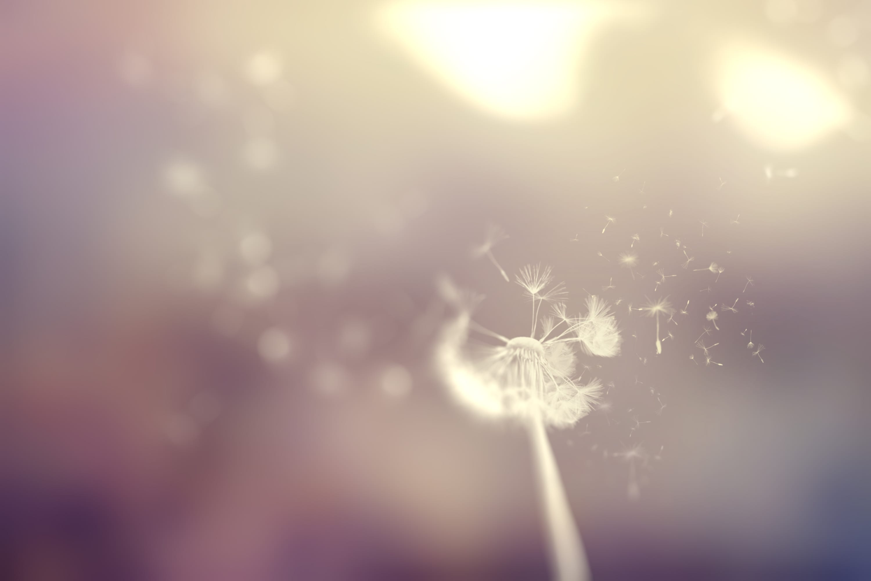 The Dandelion Effect