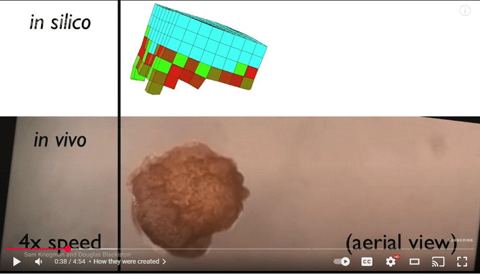 Xenobots - Simulation and Reality side by side.